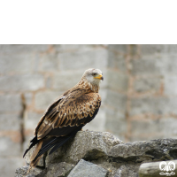 گونه کورکور حنایی Red Kite